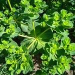 Euphorbia pterococca Blatt