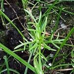 Nigella sativa পাতা