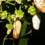 Amphilophium paniculatum Flower