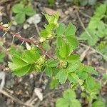 Rosa spinosissima Leaf