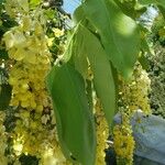 Cassia fistula Blad