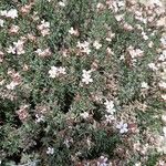 Frankenia corymbosa Flor