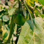 Solanum violaceum ഫലം