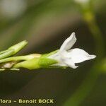 Wahlenbergia lobelioides Flower