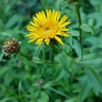 Inula salicina Fiore