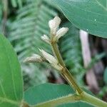 Dendrolobium umbellatum Leaf