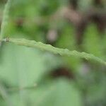 Brassica fruticulosa Fruto