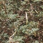Acacia tortilis Hoja
