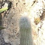 Cephalocereus senilis Blad