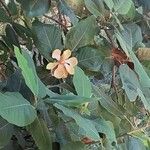 Magnolia delavayi Цветок