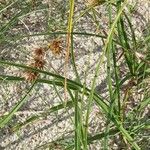Carex arenaria Λουλούδι