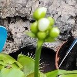 Dionaea muscipula Flower