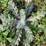 Senecio vernalis Fuelha