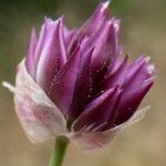 Allium junceum ফুল