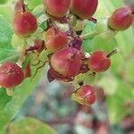 Hypericum hircinum Fruchs