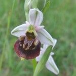 Ophrys fuciflora മറ്റ്