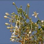 Millingtonia hortensis Flor