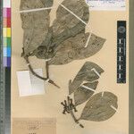 Pyrostria longiflora その他の提案