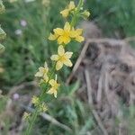 Agrimonia eupatoria花