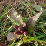 Gentiana clausa Liść