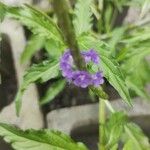 Verbena lasiostachys പുഷ്പം