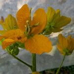 Senna macranthera Flower