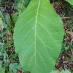 Nicotiana sylvestris Speg.পাতা