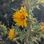 Scolymus hispanicusBlomma