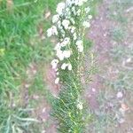 Erica lusitanica Leaf