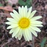 Leucanthemopsis pallida Flower