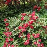 Rhododendron forrestii Habit