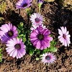 Osteospermum ecklonis Outro