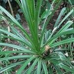 Pandanus tectorius 葉