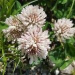 Trifolium montanum Kvet