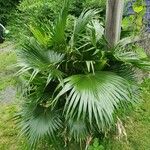 Livistona chinensis Hábitos