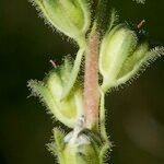 Linaria micrantha Fruit