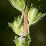 Linaria micrantha Φρούτο