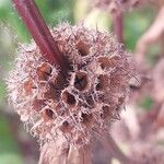 Phlomoides tuberosa Fruto