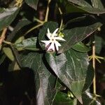 Nyctanthes arbor-tristis Floare