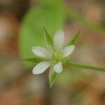 Moehringia trinervia Λουλούδι