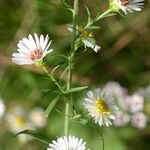 Symphyotrichum pilosum その他の提案