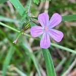 Geranium robertianum花