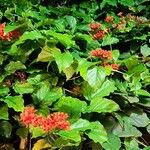 Clerodendrum splendens Habitus