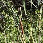 Typha orientalis Habit