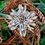 Trifolium fragiferum Fruit