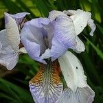 Iris pallida Bloem