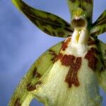 Brassia caudata Цветок