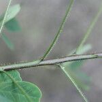Chamaecrista hispidula Kôra