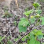 Ribes americanum List