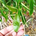 Miconia ligustroides Hoja